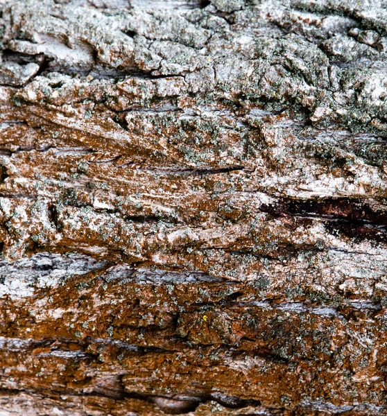 树的褐色树皮的松软纹理背景 设备用墙纸 — 图库照片
