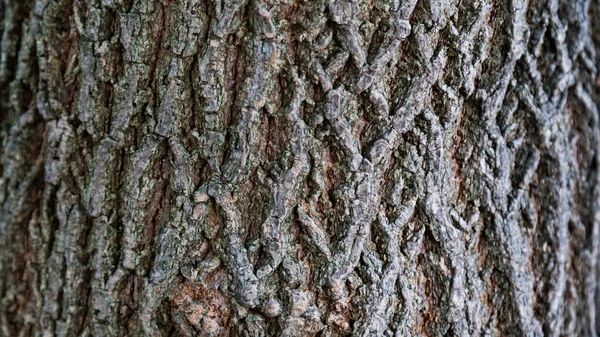 Ανακούφιση Υφή Φόντο Του Καφέ Φλοιού Ενός Δέντρου Ταπετσαρία Για — Φωτογραφία Αρχείου