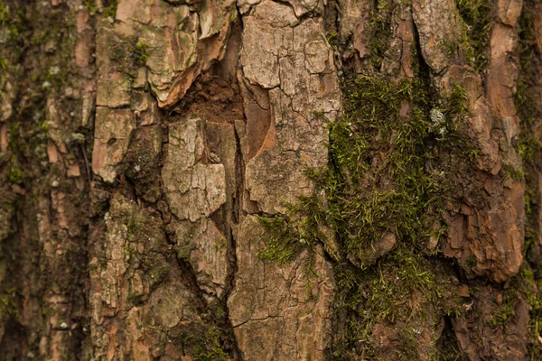 Geprägte Textur Der Braunen Rinde Eines Baumes Mit Grünem Moos — Stockfoto