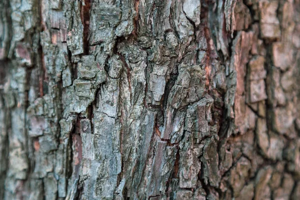 Relief Textur Hintergrund Der Braunen Rinde Eines Baumes Tapete Für — Stockfoto