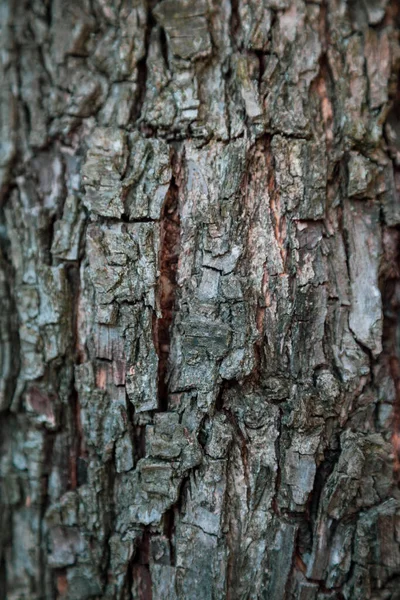 Vertikal Relief Textur Bakgrund Den Bruna Barken Ett Träd Bakgrund — Stockfoto