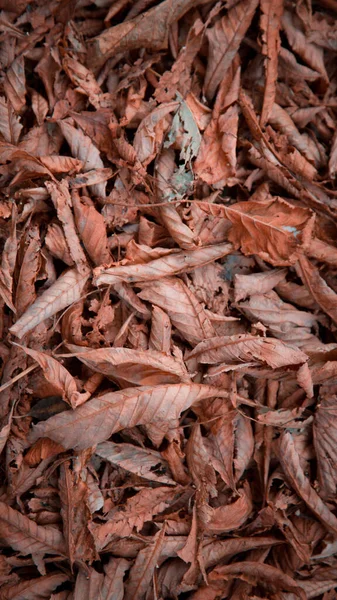 垂直の秋は背景を残します 屋外だ 秋の紅葉をイメージしたカラフルな背景が季節感を演出します テキストのスペース — ストック写真