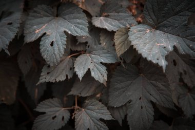Yeşil yapraklar doku arkaplanı, Doğal arkaplan ve duvar kağıdı.