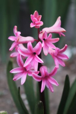 Bahçedeki pembe çiçek