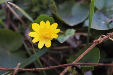 Ormanda sarı çiçek