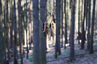 Orman sonbaharda ağaçta