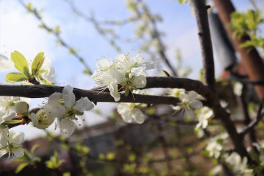 Ağaçta pembe kiraz çiçekleri