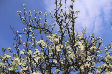 İlkbaharda elma ağacı
