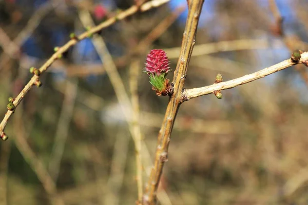 Fiore Rosa Sull Albero — Foto Stock