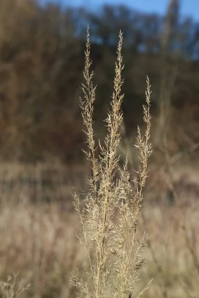 Droog Gras Wind — Stockfoto