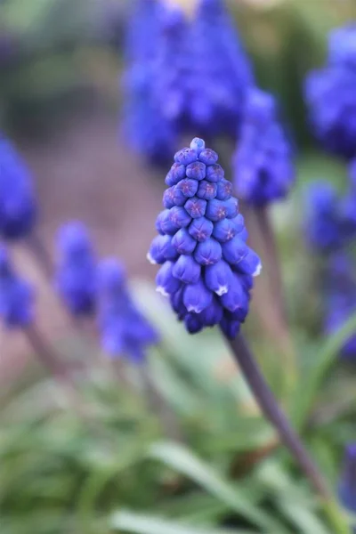 Blaue Blumen Garten — Stockfoto