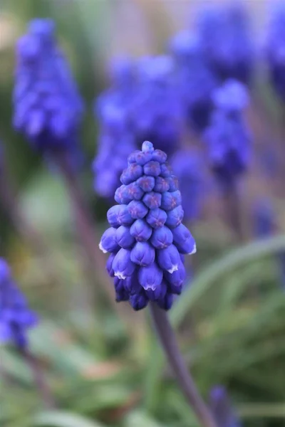 Blaue Blumen Garten — Stockfoto