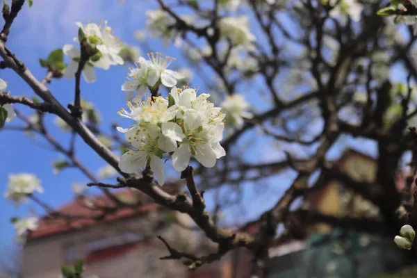 Blume Apfelbaum Frühling — Stockfoto