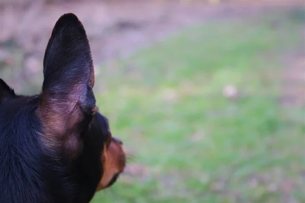 森の犬 — ストック写真