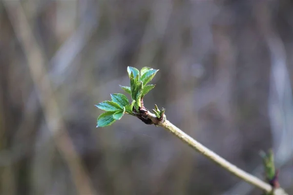 Ramo Salice Natura Foresta — Foto Stock