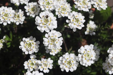  Beyaz çiçekler, bahçe, doğa.