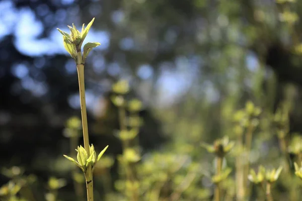 Fiore Giallo Erba Verde — Foto Stock