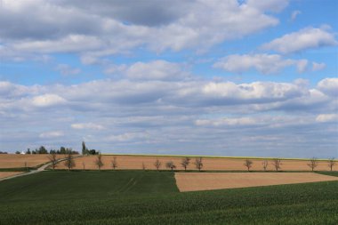yeşil alan ve mavi gökyüzü