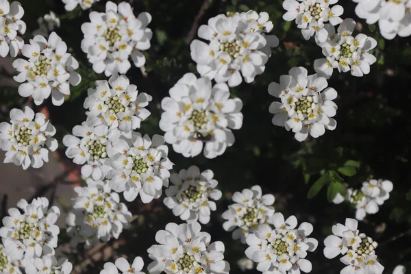 Flores Blancas Naturaleza Jardín — Foto de Stock