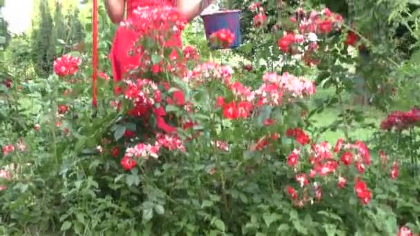 Kvinna med en hink i en blomma säng. — Stockvideo