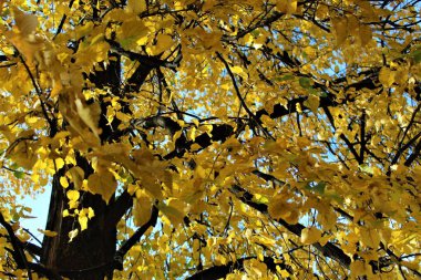 Altın yapraklı ağaç