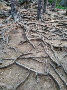 Kudretli ağaçların kökleri