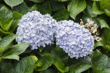 Mophead Ortanca - Hydrangea makrophylla 'Sonsuz Yaz'