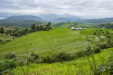 Güzel pirinç terasları, Ban Pa Pong Pieng Mae chaem Chaing Mai Tayland.
