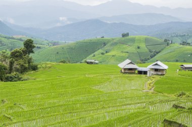 Güzel pirinç terasları, Ban Pa Pong Pieng Mae chaem Chaing Mai Tayland.