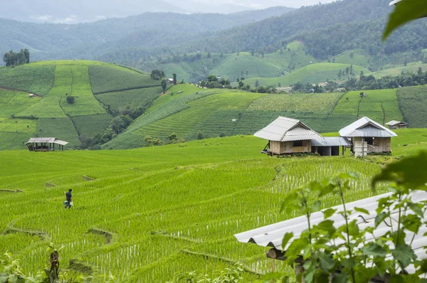 Schöne Reisterrassen bei ban pa pong pieng mae chaem chaing mai thailand. — Stockfoto