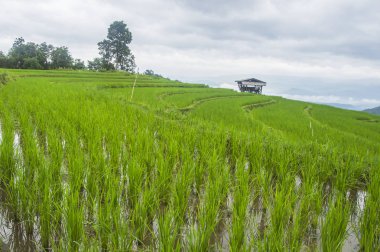 Güzel pirinç terasları, Ban Pa Pong Pieng Mae chaem Chaing Mai Tayland.
