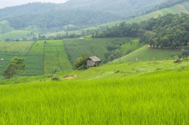 Güzel pirinç terasları, Ban Pa Pong Pieng Mae chaem Chaing Mai Tayland.