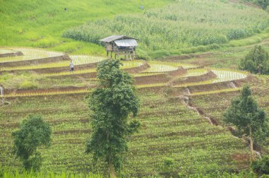 Güzel pirinç terasları, Ban Pa Pong Pieng Mae chaem Chaing Mai Tayland.