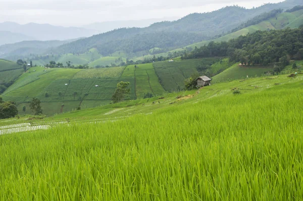 Güzel pirinç terasları, Ban Pa Pong Pieng Mae chaem Chaing Mai Tayland.
