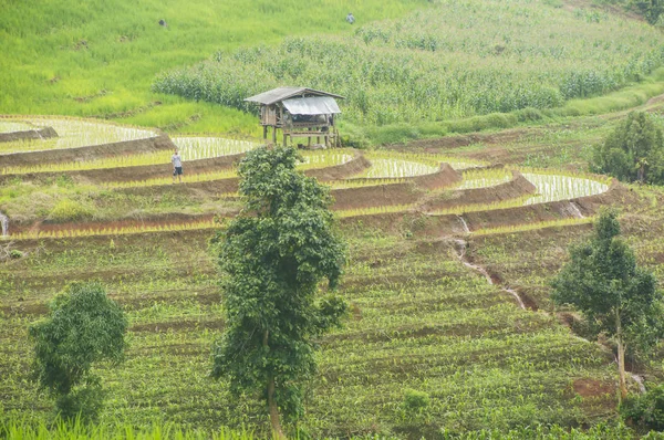 Güzel pirinç terasları, Ban Pa Pong Pieng Mae chaem Chaing Mai Tayland.