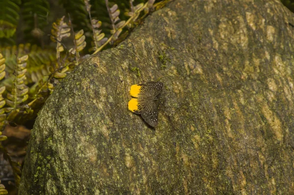 Крупный план бабочки на камне — стоковое фото