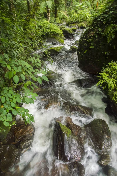 Şelale orman Dağı Milli Parkı Tayland, Siribh at — Stok fotoğraf