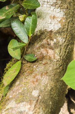 Kırmızı Karınca, Weaver Karıncaları (Oecophylla smaragdina)