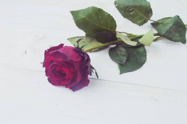 Sevgililer Günü Kalp Arkaplanı 