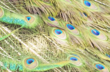 Mevsimlik tavus kuşu tüyü dokusu, arka plan yaymak.