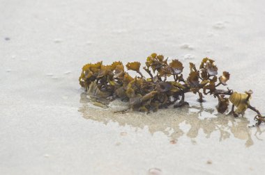 Sahilde yeşil yosun.