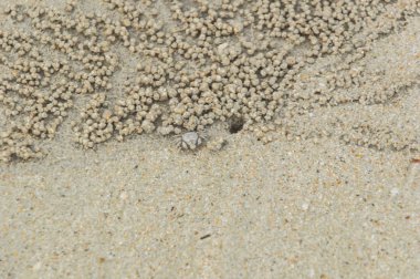 Küçük Yengeç gelecek eve geri.