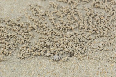 Küçük Yengeç gelecek eve geri.