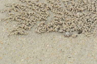 Küçük Yengeç gelecek eve geri.