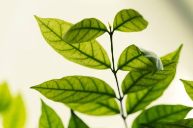 Yeşil yaprak üstten görünüm, Vintage tarzı.