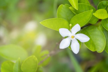 Wrightia bileğinde Benth bilimsel adıdır.