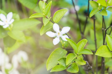 Wrightia bileğinde Benth bilimsel adıdır.