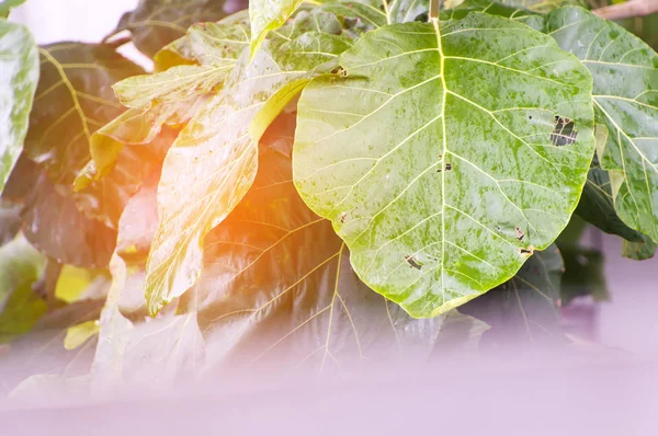 Gros plan nature tropicale feuille verte avec des gouttes de pluie texture retour — Photo