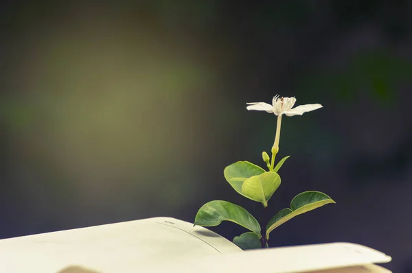 Açık kitap Çiçek Bahçe, Vintage sesi arka plan üzerinde.