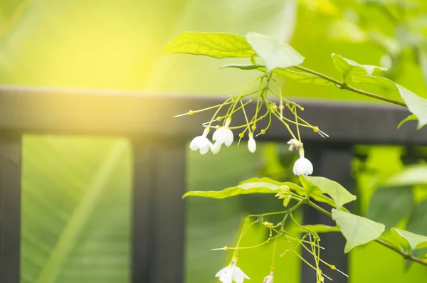 Wrightia religiosa Benth. — Foto de Stock